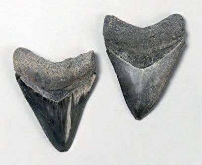 null DEUX DENTS DE MEGACELACHUS Megalodon Miocène de Caroline du Sud USA H. 8 L....