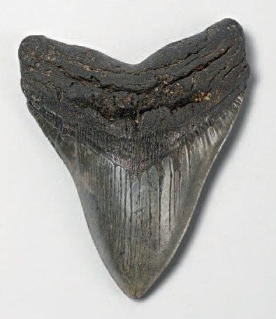 null DENT DE MEGACELACHUS Megalodon Miocène de Caroline du Sud USA H. 14,5 L. 11...