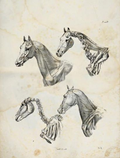 null ANATOMIA ARTISTICA DEL CAVALLO Recueil anatomique équin contenant neuf planches...