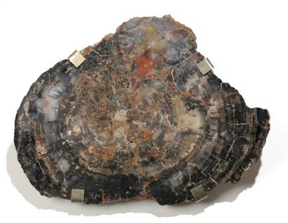 null Plaque de bois fossile Arizona? 61 cm x 43,5 cm Note: Comporte un système de...