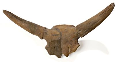 null Très beau crâne de bison des steppes préhistorique Europe Centrale - 200000...