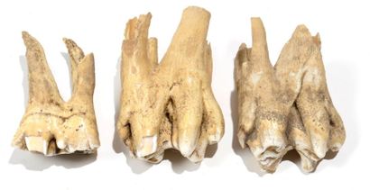 null Très bel ensemble de trois dents fossiles de mastodonte Ere quaternaire, environ...