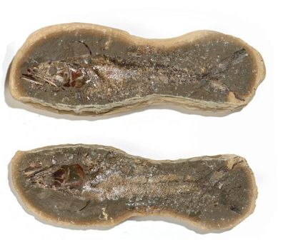 null Poisson fossile de Madagascar Beau spécimen, belle fossilisation L: 33,5 cm