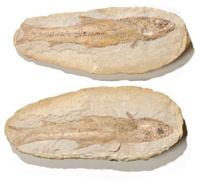 null Poisson fossile de Madagascar Beau spécimen, belle fossilisation L: 35,5 cm