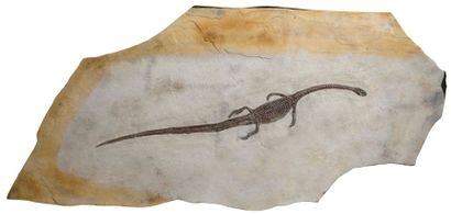 null Exceptionnel fossile reptile de Triaste Crétacé inférieur, Liaoning, Chine Petites...