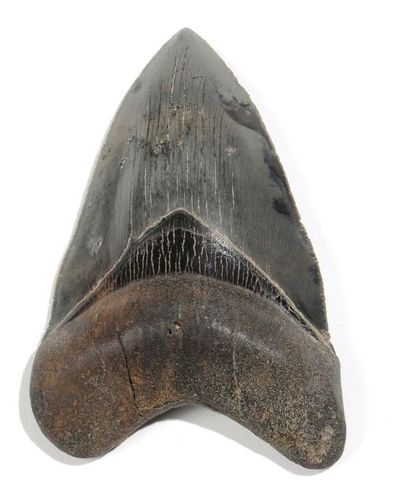 null Très belle dent de requin géant carcharodon mégalodon Caroline du Nord - USA...