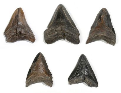 null Lot de cinq dents de requin géant carcharodon mégalodon Caroline du Nord - USA...