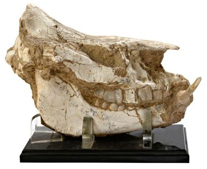 null Grand crâne complet de Titanothère Eurasie Miocène, environ 20 millions d'années...