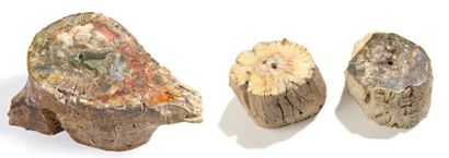 null Ensemble de trois parties de tronc de bois fossilisé Madagascar - Majunca ou...