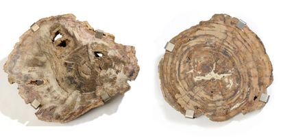 null Deux plaques de bois fossile de Madagascar H: 58 cm, L: 65 cm 500/800 Triace...