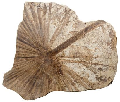 null Feuille de palmier fossile sabalites SP Green river formation - Wyoming - USA...