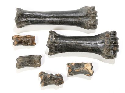 null Ensemble de six os fossilisés de cheval - e quus SP Mer du Nord L: 24 et 28...