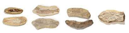 null Ensemble de six poissons fossiles de Madagascar présentés dans leur gangue (géode)...
