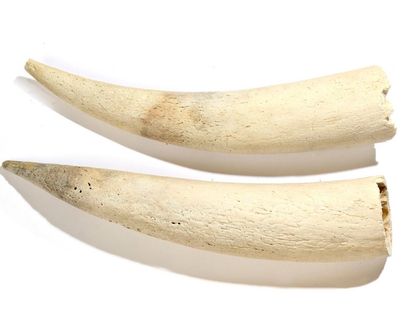 null Belles paires de dents fossilisées de morse USA? Bon état, rare L: 39 cm, 43...