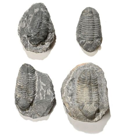 null Ensemble de quatre fossiles de trilobites phacops SP Devonien, Maroc L: 14 cm...