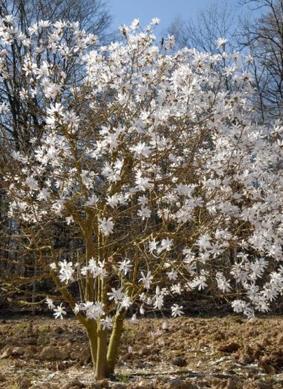 null MAGNOLIA CADUC Magnolia stellata Famille botanique: Magnoliaceae Feuillage caduc...