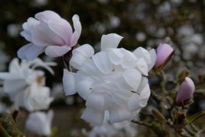 null MAGNOLIA CADUC Magnolia stellata Famille botanique: Magnoliaceae Feuillage caduc...