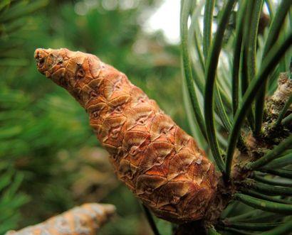 null PIN GRIS Pinus banksiana Famille botanique: Pinaceae Feuillage persistant Description:...