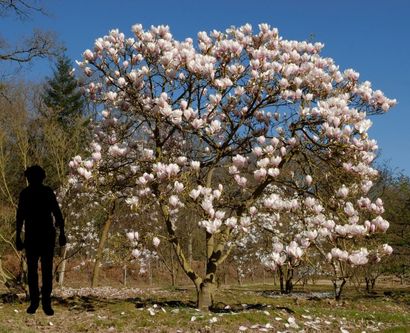 null MAGNOLIA CADUC Magnolia x soulangeana Famille botanique: Magnoliaceae Feuillage...