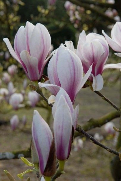 null MAGNOLIA CADUC Magnolia x soulangeana Famille botanique: Magnoliaceae Feuillage...