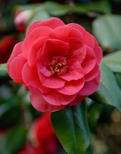 null CAMELLIA DU JAPON Camellia japonica "Adolphe Audusson"Famille botanique: Théaceae...