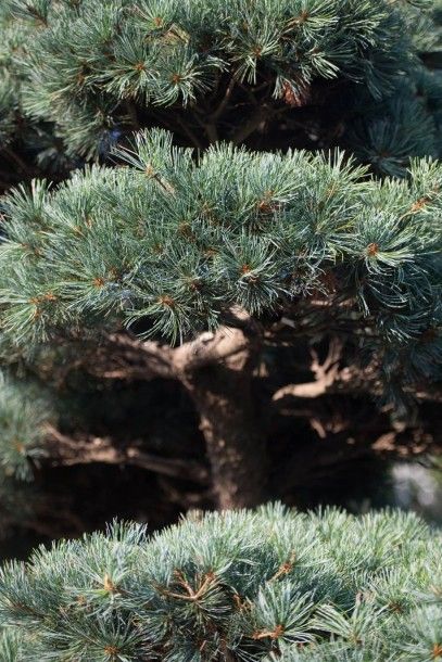 null PIN BLANC DU JAPON Pinus pentaphylla Famille botanique: Pinaceae Description:...