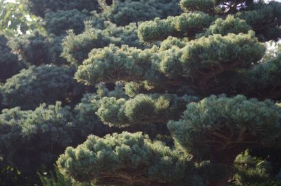 null PIN BLANC DU JAPON Pinus pentaphylla Famille botanique: Pinaceae Description:...