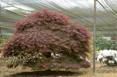 null ERABLE DU JAPON Acer dissectum "Ever Red"Famille botanique: Aceraceae Feuillage...