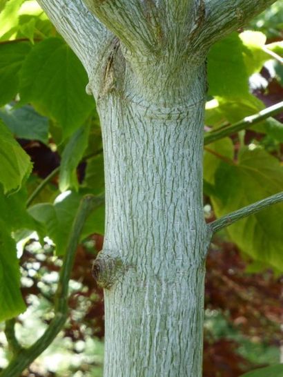 null ERABLE À PEAU DE SERPENT Acer pensylvanicum Famille botanique: Aceraceae Feuillage...