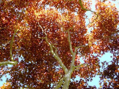 null ERABLE DU JAPON POURPRE Acer palmatum "Fire Glow"Famille botanique: Aceraceae...