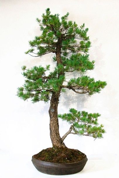 null PIN BLANC DU JAPON - Bonsaï Pinus pentaphylla Famille botanique: Pinaceae Description:...