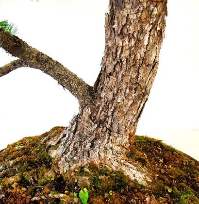 null PIN BLANC DU JAPON - Bonsaï Pinus pentaphylla Famille botanique: Pinaceae Description:...