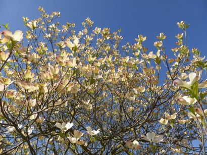 null CORNOUILLER AMERICAIN Cornus florida alba Famille botanique: Cornaceae Feuillage...