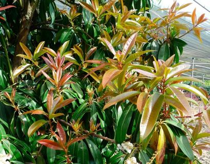 null ANDROMÈDE DU JAPON Pieris formosa var. forrestii "Wakehurst"Famille botanique:...