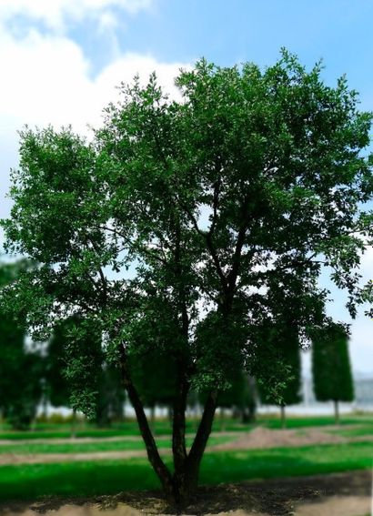 null CHÊNE PUBESCENT Quercus pubescens Famille botanique: Fagaceae Feuillage caduc...