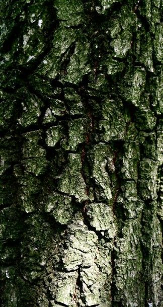 null CHÊNE PUBESCENT Quercus pubescens Famille botanique: Fagaceae Feuillage caduc...