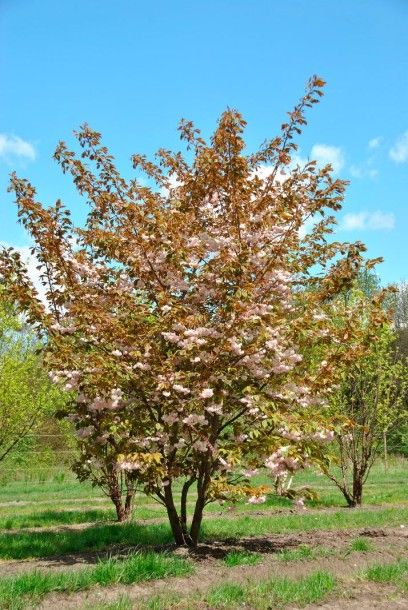null CERISIER À FLEUR Prunus serrulata "Shiro Fugen"Famille botanique: Rosaceae Feuillage...