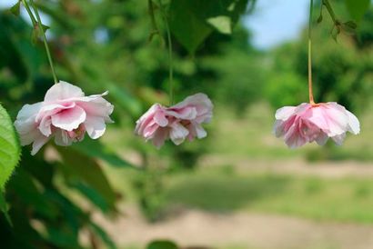 null CERISIER À FLEUR Prunus serrulata "Shiro Fugen"Famille botanique: Rosaceae Feuillage...
