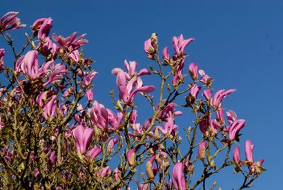 null MAGNOLIA À FEUILLES CADUQUES Magnolia "Suzan"Famille botanique: Magnoliaceae...