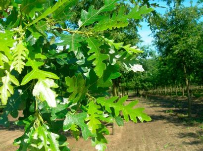 null CHÊNE CHEVELU Quercus cerris Famille botanique: Fagaceae Feuillage caduc Description:...