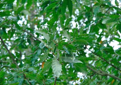 null CHÊNE CHEVELU Quercus cerris Famille botanique: Fagaceae Feuillage caduc Description:...