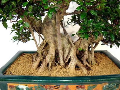 null FIGUIER OU GINSENG - Bonsaï Ficus retusa Famille botanique: Moraceae Description:...