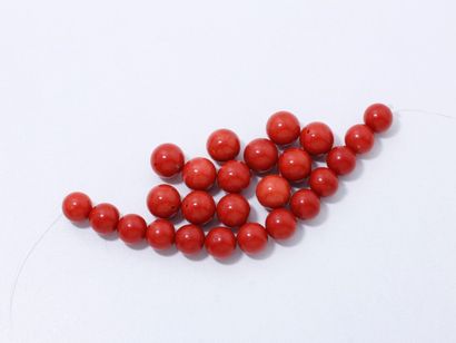 null Lot en corail de belle couleur composé d'un rang de 25 perles d'environ 10.4...