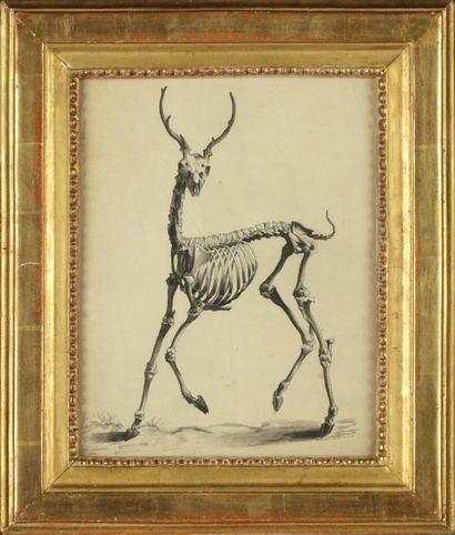 Jacques DE SEVE (1790 - 1830) « Squelette animé de cerf ». Encre et lavis sur papier....