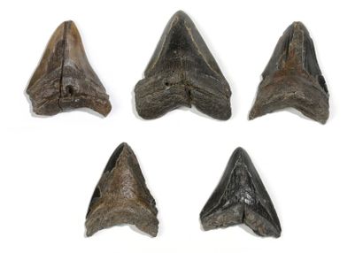 null Lot de cinq dents de requin géant carcharodon mégalodon

Caroline du Nord –...