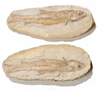 null Poisson fossile de Madagascar

Beau spécimen, belle fossilisation
L : 35,5 ...