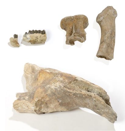 null Partie de mâchoire de rhinocéros fossile (ou tapir)

Europe

100 000 ans ère...