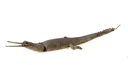 null Alligator du Mississippi (II/B) pré-convention : Alligator mississippiensis

Beau...