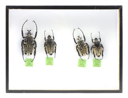 null Diorama composé de spécimens de Goliathus Albosignatus
Boîte : 19,5 cm x 26...