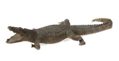null Alligator du Mississippi (II/B) pré-convention: Alligator mississippiensis Beau...